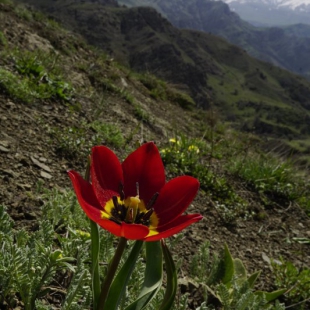 Tulipa julia